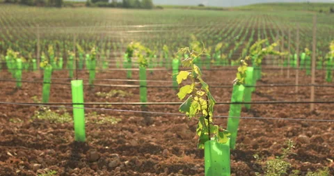 Rows of young vines on a sunny spring day. Video stock 138147474