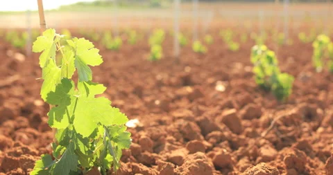 Rows of young vines on a sunny spring day. Video stock 138549578