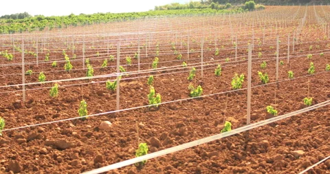Rows of young vines on a sunny spring day. Video stock 138550038