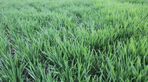 Rows of young wheat seedlings blow in the breeze in a farmer's field Stock Footage