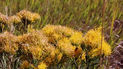Roxborough State Park-- Pollination Video stock 8678826