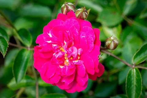 Roxy dwarf rose Stock Photos