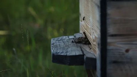 Roy of bees swarming around the hive, close up, focus Stock Footage 80776517