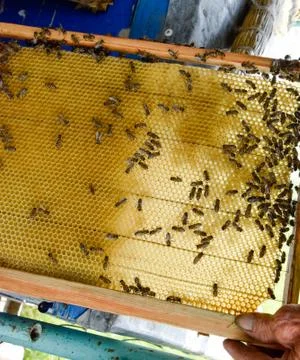 Roy bees on wax combs. Bee honeycomb, Plank with honeycomb from the hive. Hon Stock Photos