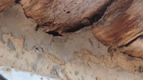 Roy wasps on the background of an old building near uliya on a bright sunny day Stock-Footage 136201624