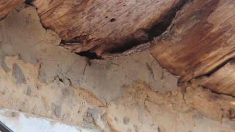 Roy wasps on the background of an old building near uliya on a bright sunny day Stock-Footage 137463295