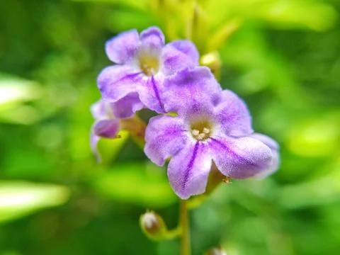 Royal Amethyst Blooms: Captivating Array of Purple Flowers Stock Photos