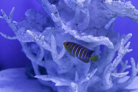 Royal angelfish close up Stock Photos