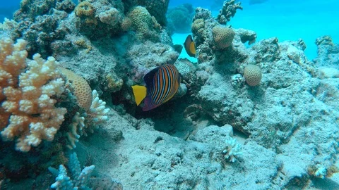 Royal angelfish Stock Footage 95479584