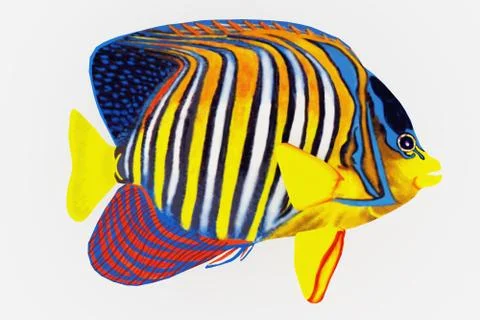 Royal Angelfish Stock Illustration