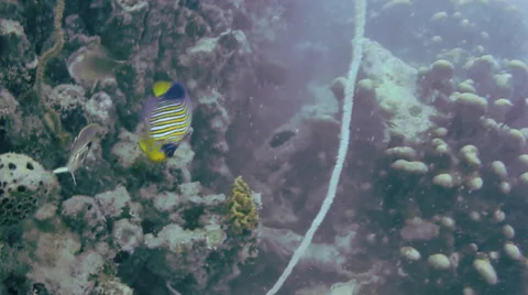 A Royal Angelfish is seen while diving the Indian Ocean in Zanzibar, Tanzania. Stock Footage 35507525