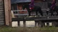 Royal army of horsemen going on a long hike. Brave and invincible knights HD Footage