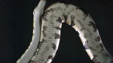 Royal ball phytons, camera rushed down Stock-Footage 117545274