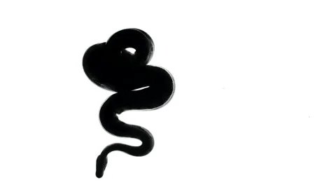 Royal ball python silhouette, camera from bottom 動画素材 153585016