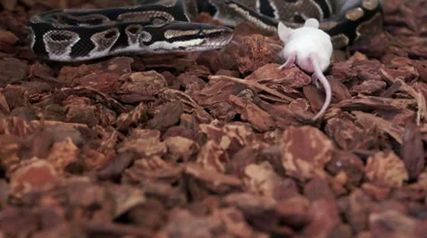 Royal Ball Python Snake Strikes a White Mouse HD Stock-Footage 7745443