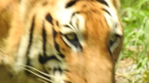 Royal Bengal Tiger Stock Footage 54268548