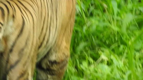 Royal Bengal Tiger 스톡 동영상 54268567