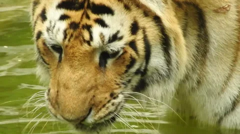 Royal Bengal Tiger Stock Footage 54268577