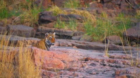 Royal Bengal Tiger Stock Footage 88280434