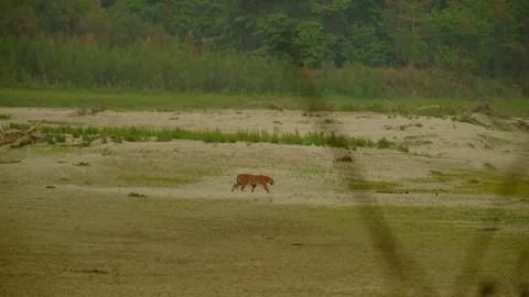 Royal Bengal Tiger Stock Footage 330791295
