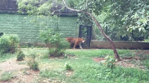 Royal Bengal Tiger Prowling Inside a Zoo Enclosure in Daylight Video stock 339263775