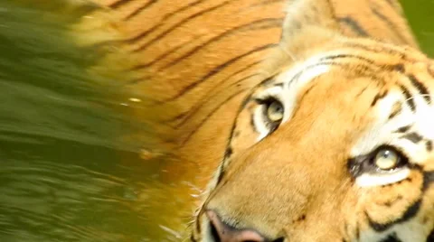 Royal Bengal Tiger In River 스톡 동영상 61871603