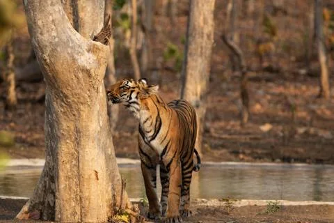 A Royal Bengal Tiger smelling a tree Stock Photos