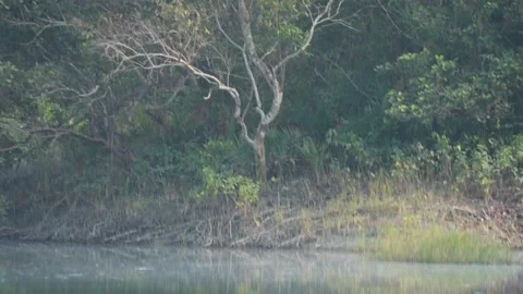 Royal Bengal tiger stepping deeper into the jungle of Sundarbans national park Stock Footage 302456060