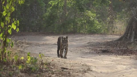 Royal Bengal tiger walking down sandy forest road approaching camera in dappled Stock Footage 333812566