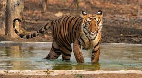 A Royal Bengal Tiger walking outside of water Stock Photos