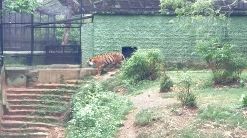 Royal Bengal Tiger Walking Through Zoo Habitat During Daytime Video stock 339263832