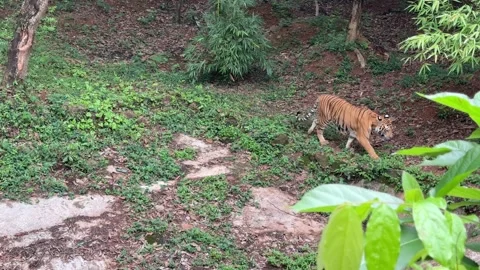 Royal Bengal Tiger Walking Through Zoo Habitat During Daytime Stock Footage 339263961