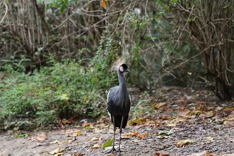 Royal crane in the middle of the forest. Fotos de archivo