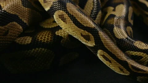 Royal crawling python, snakeskin pattern Stock-Footage 90338366