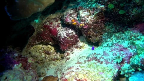 Royal dottyback chases other fish from its territory. Stock Footage 303977519