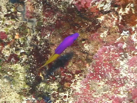 amanecer dottyback