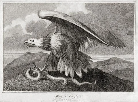 Royal Eagle, from an engraving dated 1906. 스톡 일러스트