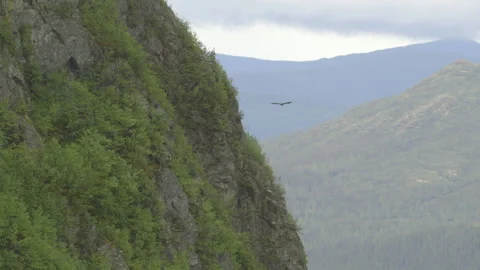 Royal Eagle Video stock 144839333