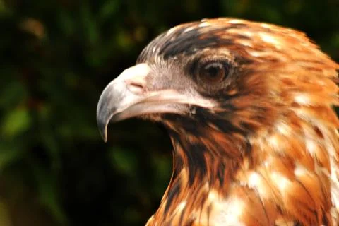 Royal eagle Stock Photos