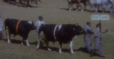 Royal Easter Show Sydney 60s Vintage Stock Footage 46685746