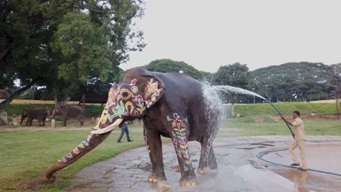 Royal Elephant getting a Shower before Dasara festival in Mysuru, India. Stock Footage 146297516