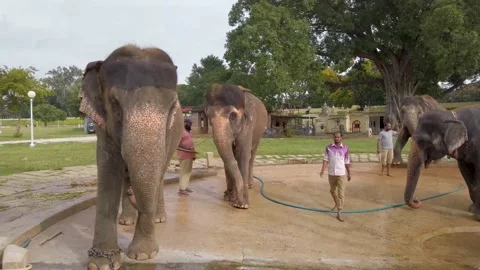 Royal Elephants getting a shower from their Mahouts in Mysuru. Stock Footage 144662429