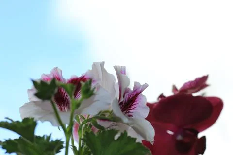 Royal flowers of geranium Foto stock