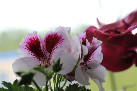 Royal flowers of geranium Foto stock
