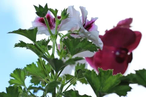 Royal flowers of geranium Foto stock