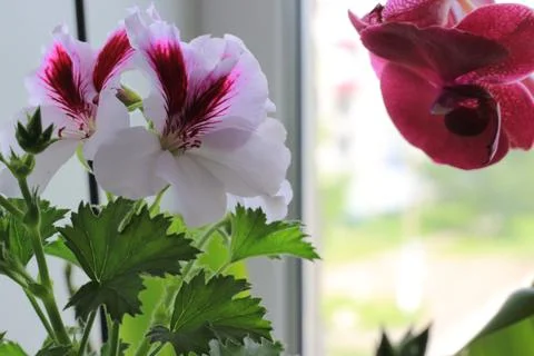 Royal flowers of geranium Foto stock