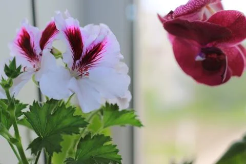 Royal flowers of geranium Foto stock
