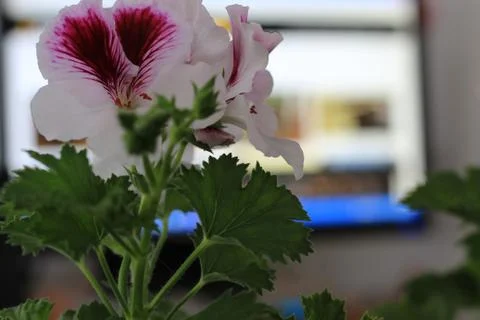Royal flowers of geranium Stock-Fotos