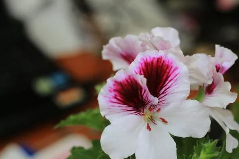 Royal flowers of geranium Foto stock