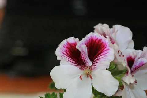 Royal flowers of geranium Foto stock